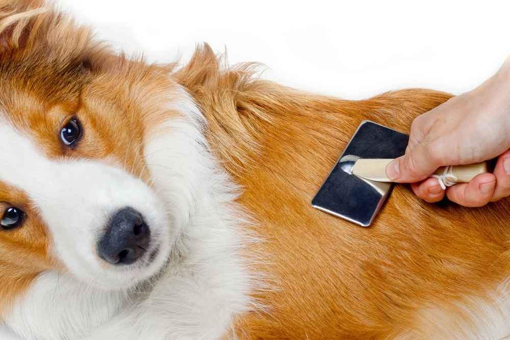 your dog bed cover will pick up hair and dirt